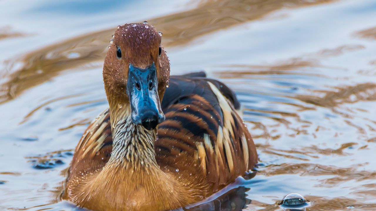 Wallpaper duck, mallard, bird, water, swim