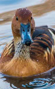 Preview wallpaper duck, mallard, bird, water, swim