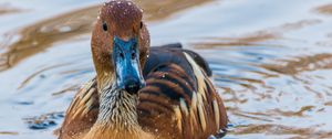 Preview wallpaper duck, mallard, bird, water, swim
