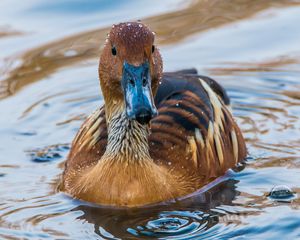 Preview wallpaper duck, mallard, bird, water, swim