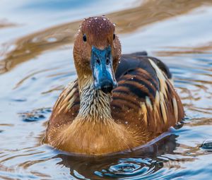 Preview wallpaper duck, mallard, bird, water, swim