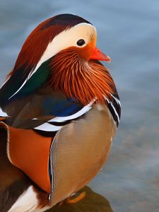 Preview wallpaper duck, mandarin duck, large, water