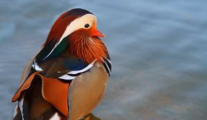 Preview wallpaper duck, mandarin duck, large, water