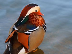 Preview wallpaper duck, mandarin duck, large, water