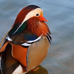 Preview wallpaper duck, mandarin duck, large, water