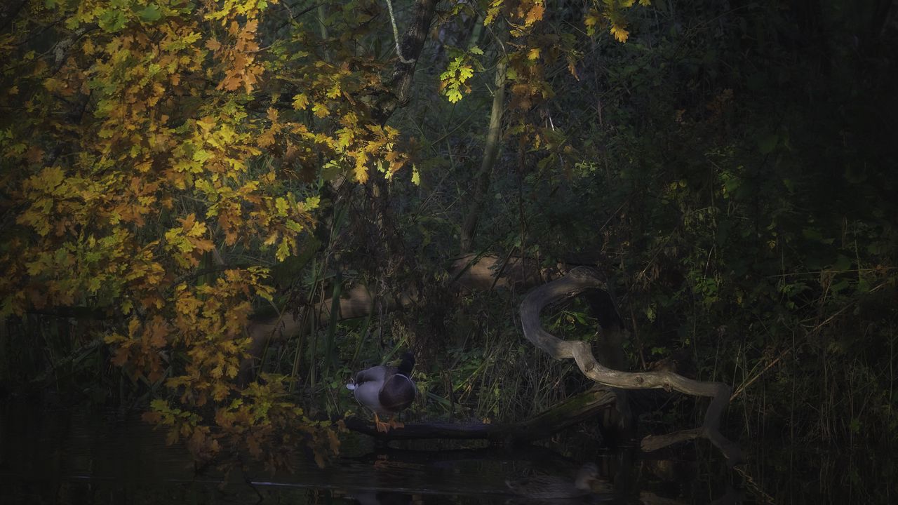 Wallpaper duck, oak, tree, branch, leaves, autumn, nature