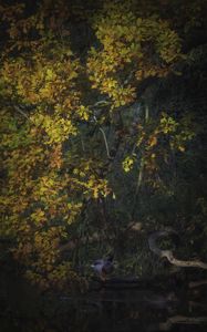 Preview wallpaper duck, oak, tree, branch, leaves, autumn, nature