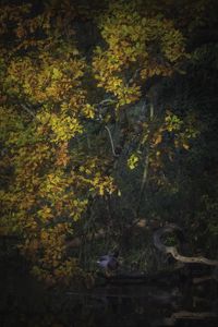 Preview wallpaper duck, oak, tree, branch, leaves, autumn, nature