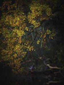 Preview wallpaper duck, oak, tree, branch, leaves, autumn, nature