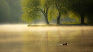 Preview wallpaper duck, pond, park, lake, dawn