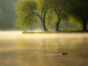 Preview wallpaper duck, pond, park, lake, dawn