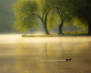 Preview wallpaper duck, pond, park, lake, dawn