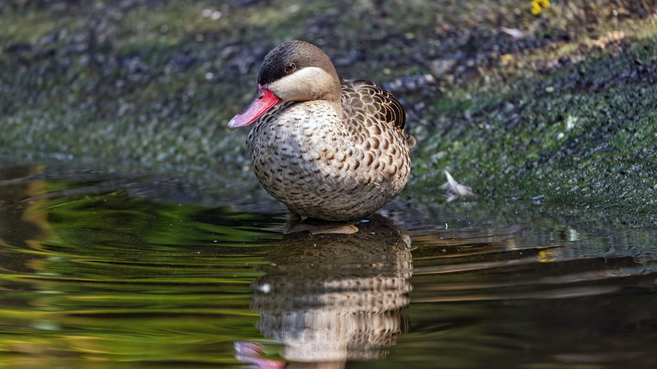 Wallpaper duck, pond, water, reflection, bird