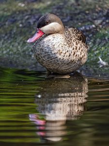 Preview wallpaper duck, pond, water, reflection, bird