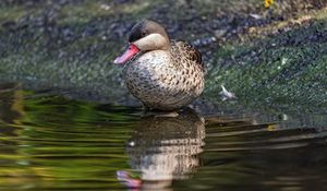 Preview wallpaper duck, pond, water, reflection, bird