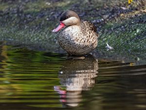 Preview wallpaper duck, pond, water, reflection, bird