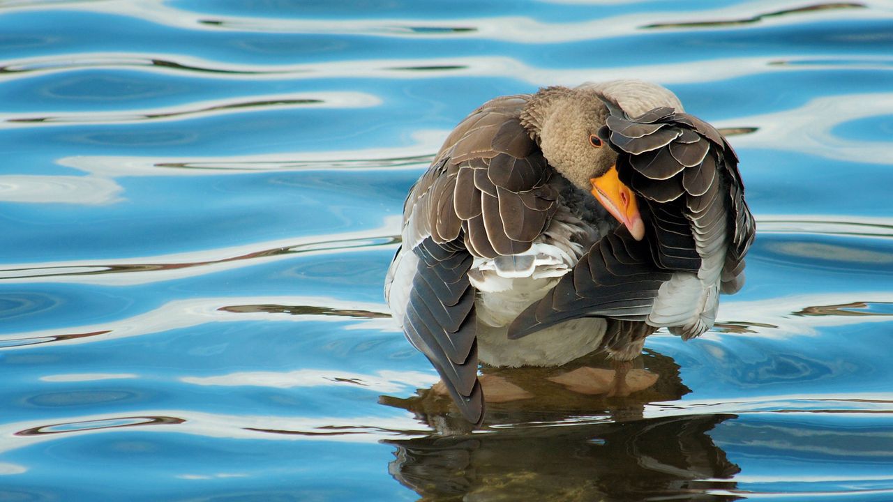 Wallpaper duck, river, water, wheels, cleaning