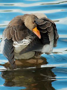 Preview wallpaper duck, river, water, wheels, cleaning