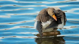 Preview wallpaper duck, river, water, wheels, cleaning