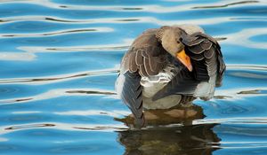 Preview wallpaper duck, river, water, wheels, cleaning