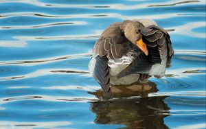 Preview wallpaper duck, river, water, wheels, cleaning