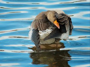 Preview wallpaper duck, river, water, wheels, cleaning