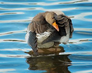 Preview wallpaper duck, river, water, wheels, cleaning