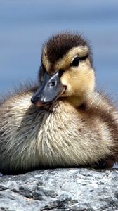 Preview wallpaper duck, rocks, cub