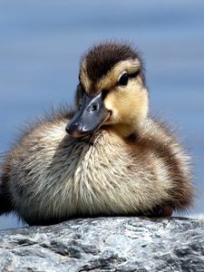 Preview wallpaper duck, rocks, cub