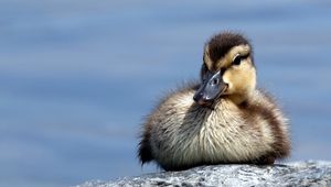 Preview wallpaper duck, rocks, cub