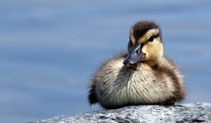 Preview wallpaper duck, rocks, cub