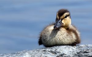 Preview wallpaper duck, rocks, cub