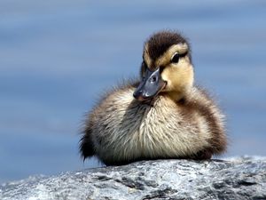 Preview wallpaper duck, rocks, cub