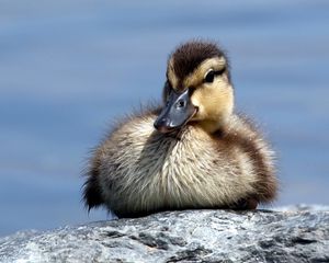 Preview wallpaper duck, rocks, cub