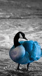 Preview wallpaper duck, sea, color, lake, unusual