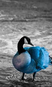 Preview wallpaper duck, sea, color, lake, unusual