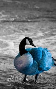 Preview wallpaper duck, sea, color, lake, unusual