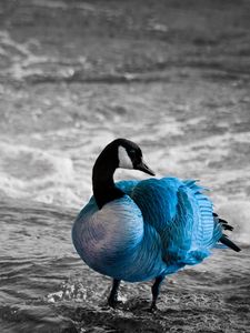 Preview wallpaper duck, sea, color, lake, unusual