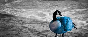 Preview wallpaper duck, sea, color, lake, unusual