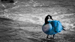 Preview wallpaper duck, sea, color, lake, unusual