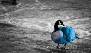 Preview wallpaper duck, sea, color, lake, unusual