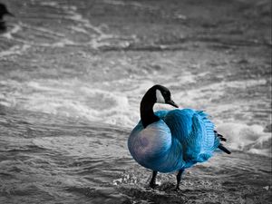 Preview wallpaper duck, sea, color, lake, unusual