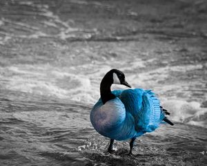 Preview wallpaper duck, sea, color, lake, unusual