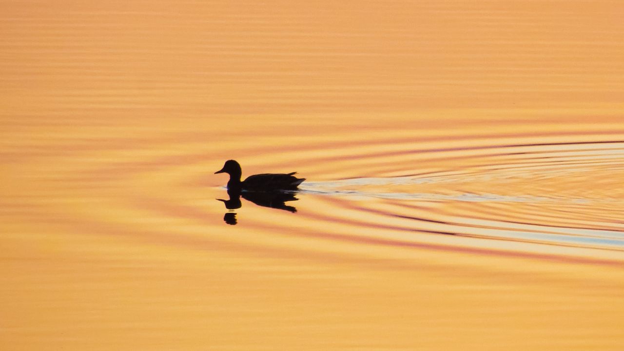 Wallpaper duck, silhouette, sunset