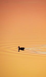 Preview wallpaper duck, silhouette, sunset