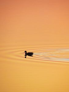 Preview wallpaper duck, silhouette, sunset