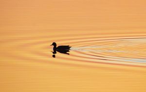 Preview wallpaper duck, silhouette, sunset