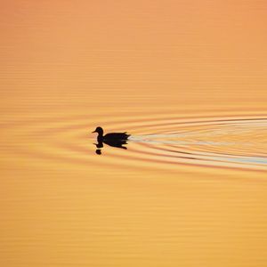 Preview wallpaper duck, silhouette, sunset