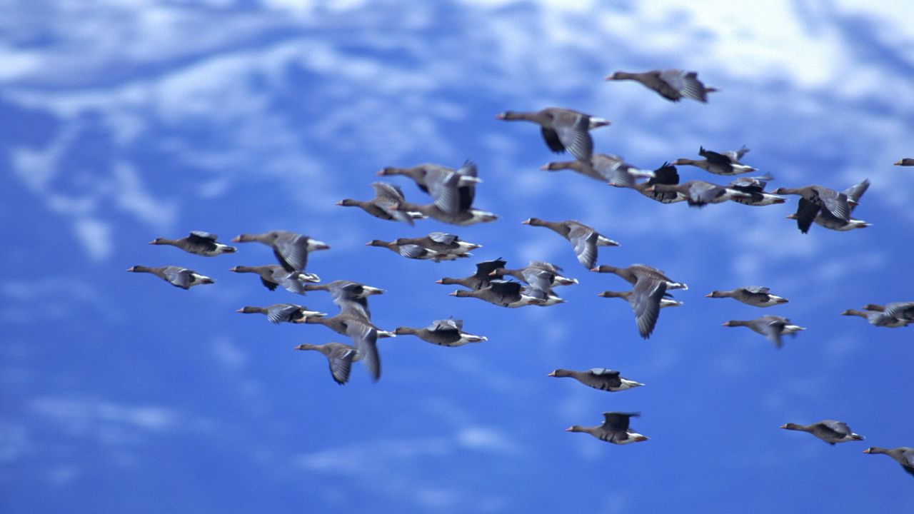 Wallpaper duck, sky, flying, birds, flock, clouds