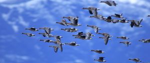 Preview wallpaper duck, sky, flying, birds, flock, clouds